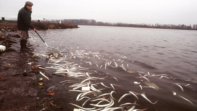 Mann mit Käscher holt tote Fische aus dem Rhein Mann mit Käscher holt tote Fische aus dem Rhein