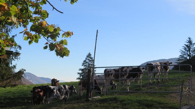 Subigerberg Subigerberg