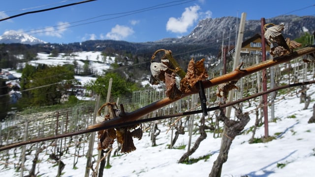 Braune, abgestorbene Triebe in einem eingeschneiten Rebberg. Braune, abgestorbene Triebe in einem eingeschneiten Rebberg.