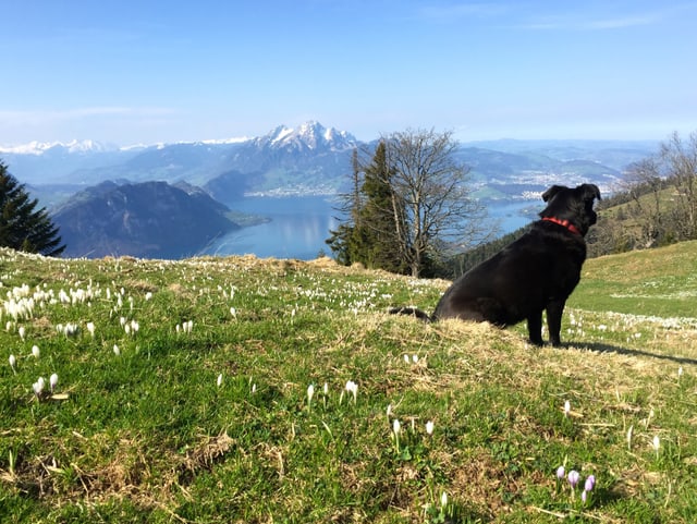 Krokusblüte auf Rigi-First, im Hintergrund der Pilatus