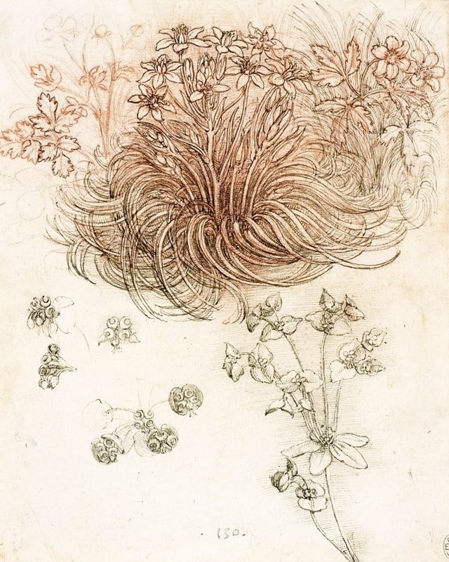 Da Vinci Skizze: Pflanzen Da Vinci Skizze: Pflanzen