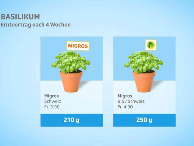 Kassensturz Tests Basilikum Pflanzen Im Test Nicht Alle Gedeihen Prachtig Kassensturz Espresso Srf