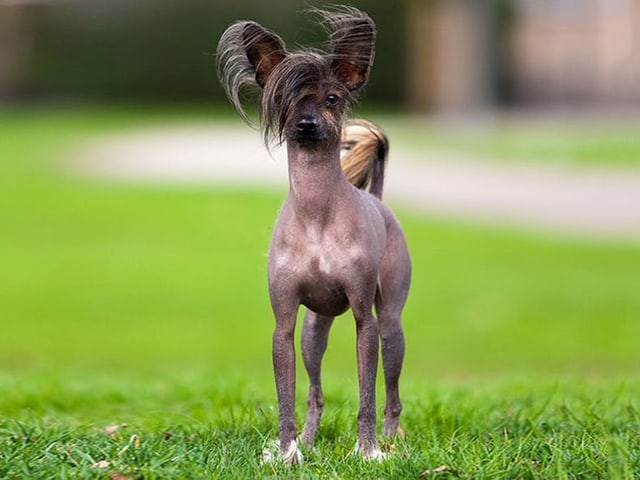 Chinesischer Schopfhund