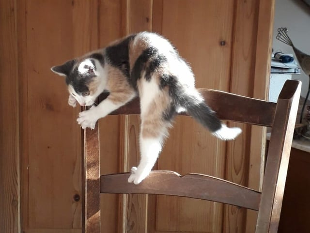 Eine Katze turnt auf einer Stuhllehne