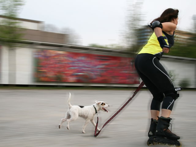 Frau auf Inline-Skates mit Hund. Frau auf Inline-Skates mit Hund.