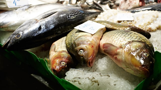 Frischer Fisch datiert Website