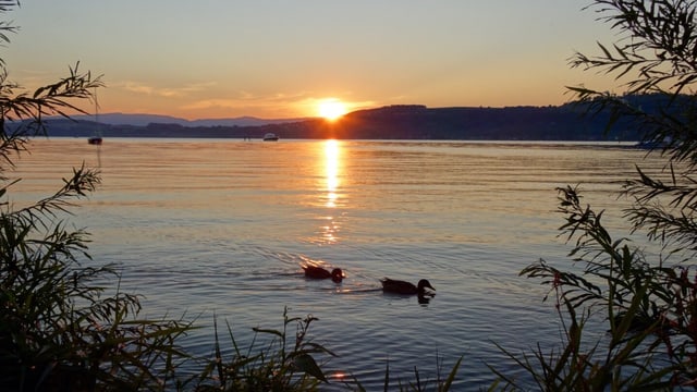 Wie am vergangenen Samstag, so dürfte es auch ab Donnerstag wieder Sommerabende am Murtensee geben. Wie am vergangenen Samstag, so dürfte es auch ab Donnerstag wieder Sommerabende am Murtensee geben.