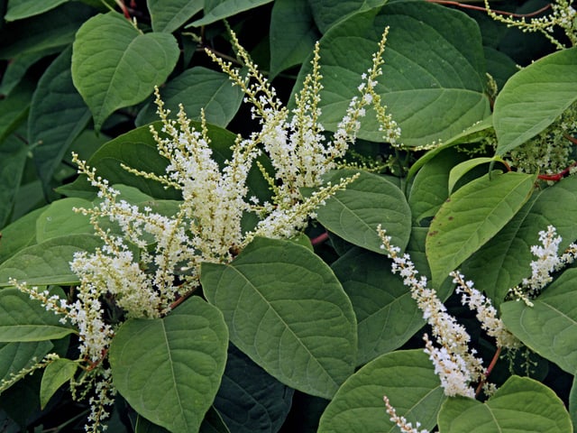 Blätter und Blüten des japanischen Staudenknöterichs