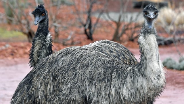 Emu-Krieg