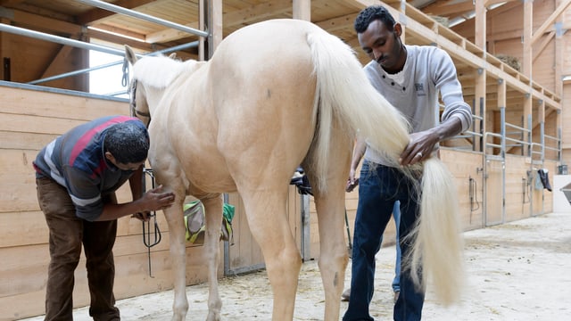 Zwei Migranten pflegen ein Pferd in einem Stall. Zwei Migranten pflegen ein Pferd in einem Stall.