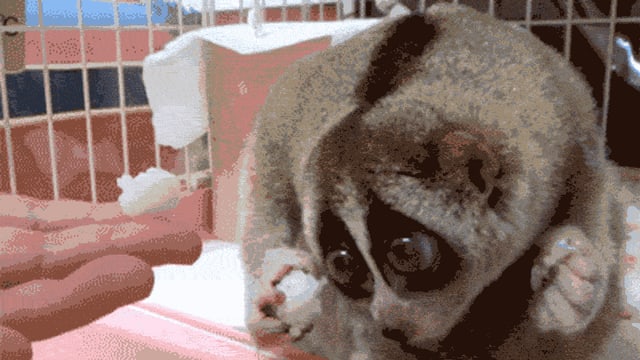 Ein animiertes GIF mit einem unglaublich niedlichen Tierchen. Ein animiertes GIF mit einem unglaublich niedlichen Tierchen.