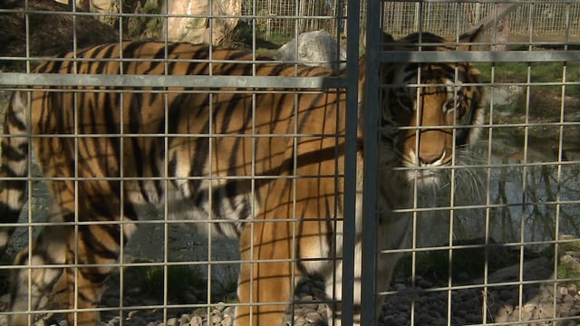 Tiger im Raubtierpark Subingen Tiger im Raubtierpark Subingen