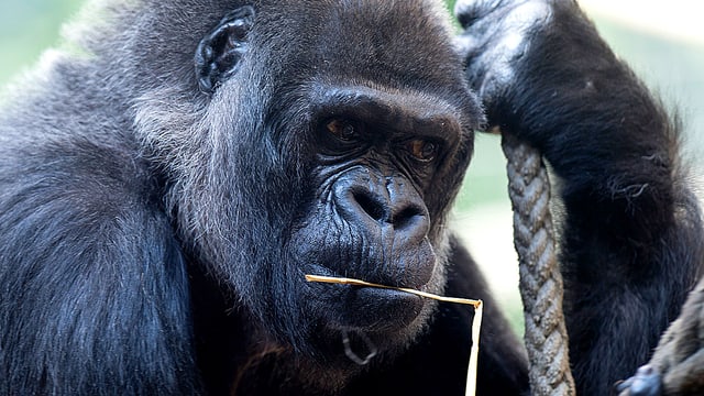 Die Basler Gorilla-Dame Goma kaut auf einem Grashalm. Die Basler Gorilla-Dame Goma kaut auf einem Grashalm.