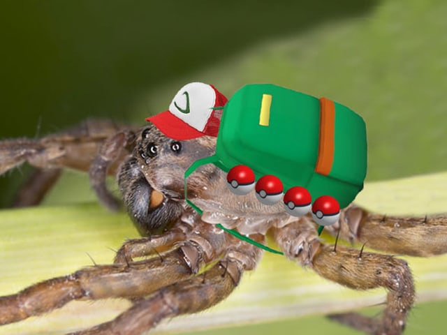 Pokemon-Vogelspinne
