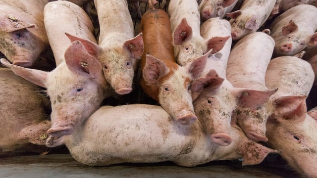 Schweinchen, werden aneinander gedrückt. Schweinchen, werden aneinander gedrückt.