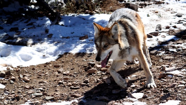 Ein Wolf. Ein Wolf.