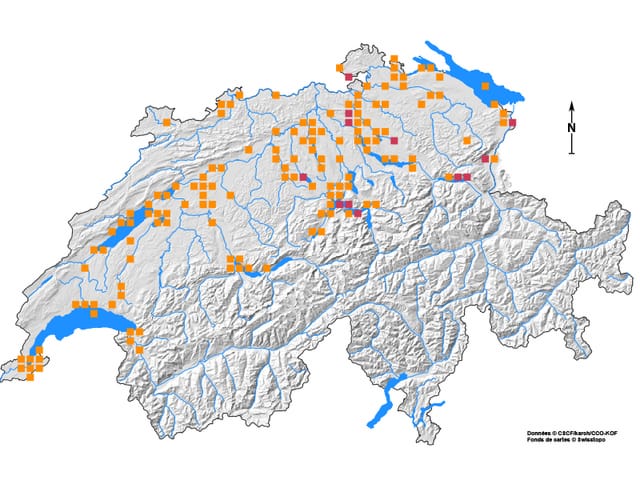 Karte der Verbreitung der Schweizer Bachmuschel Karte der Verbreitung der Schweizer Bachmuschel