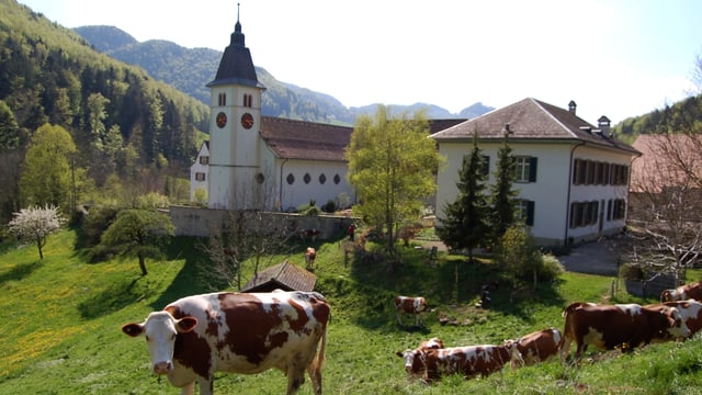 Kleines Kloster, davor Kühe auf Wiese. Kleines Kloster, davor Kühe auf Wiese.