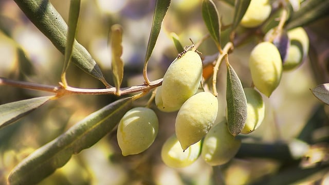 Wie entsteht ein erstklassiges Olivenöl