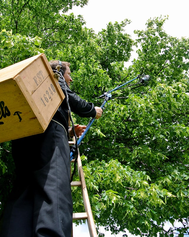Mann mit Mikrofon auf Leiter am Baum. Mann mit Mikrofon auf Leiter am Baum.