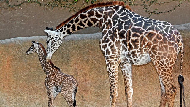 Muttertier beugt sich zu Giraffenjungem herab Muttertier beugt sich zu Giraffenjungem herab
