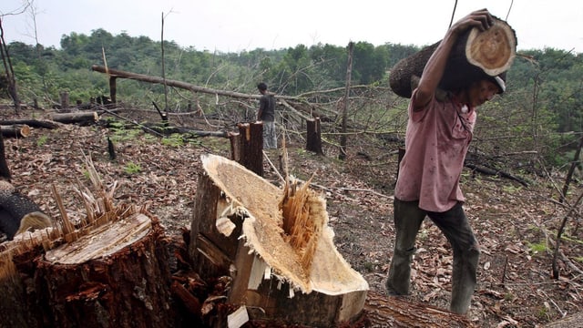 Ein indonesischer Arbeiter trägt ein Stück eines abgeholzten Baumes Ein indonesischer Arbeiter trägt ein Stück eines abgeholzten Baumes