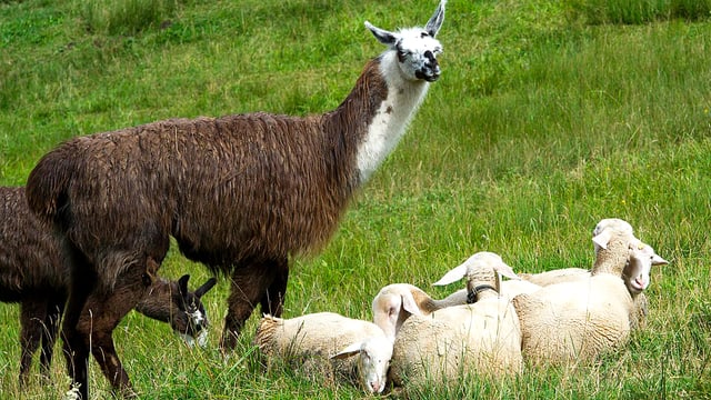 Lamas bewachen Schafe. Lamas bewachen Schafe.