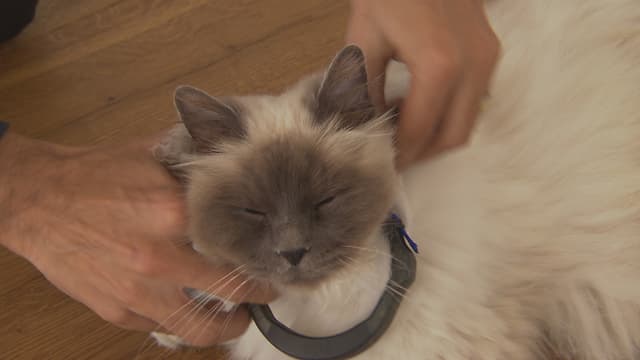 Besitzerin zieht einer Katze ein Pettracer-Halsband an.