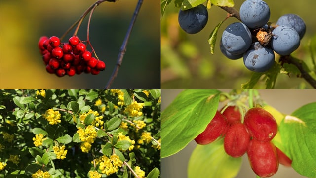Vogelbeere, Schwarzdorn, Kornelkrische und Blüten der Berberitze. Vogelbeere, Schwarzdorn, Kornelkrische und Blüten der Berberitze.