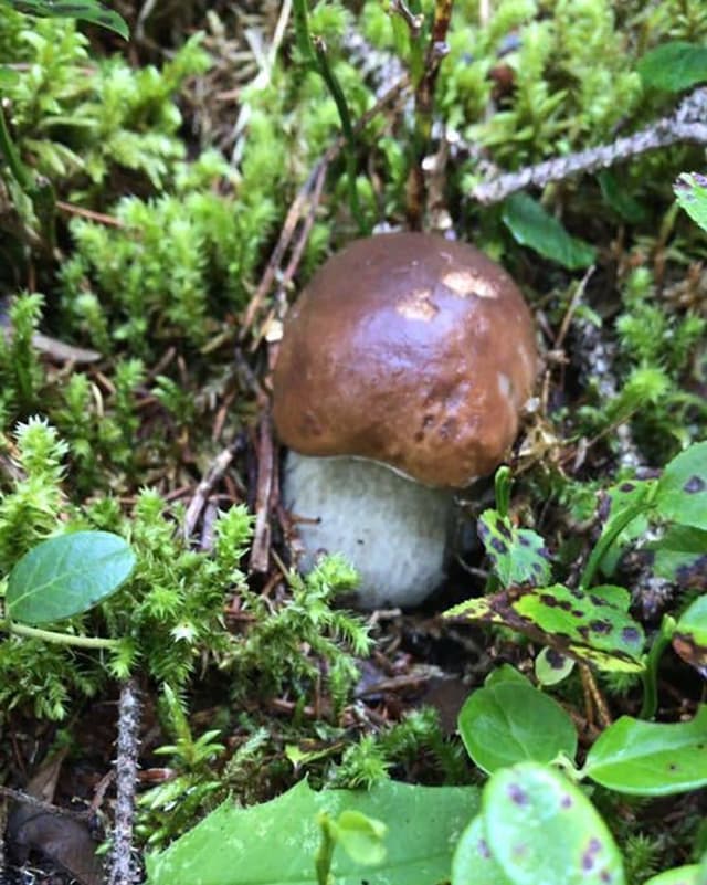 bulieuin-tschep