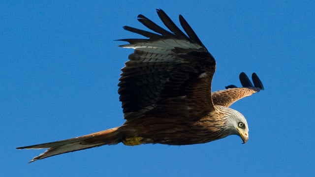 Ein Rotmilan im Flug Ein Rotmilan im Flug