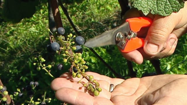 Wein 2013: Im Wallis bis zu 30% Einbussen beim Pinot Noir