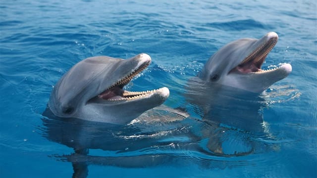 Zwei Delphine in Honduras halten synchron den Kopf aus dem Wasser. Zwei Delphine in Honduras halten synchron den Kopf aus dem Wasser.