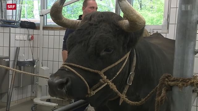 Eringer-Kuh beim Tierarzt. Eringer-Kuh beim Tierarzt.