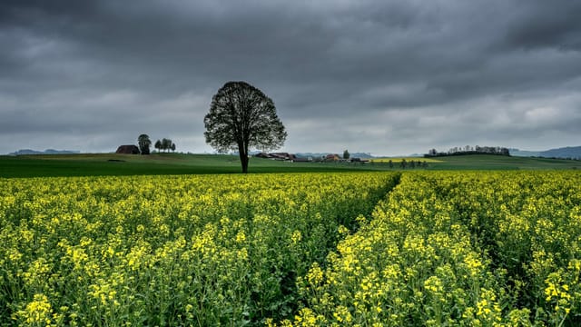 Blühendes Rapsfeld unter dicken Regenwolken am Samstag im Wauwilermoos. Blühendes Rapsfeld unter dicken Regenwolken am Samstag im Wauwilermoos.