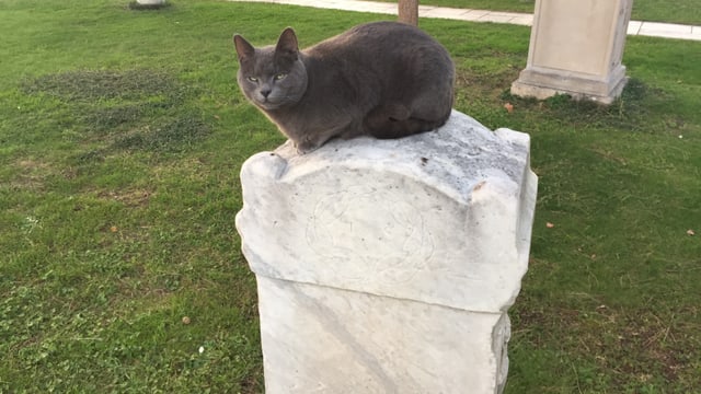 Eine Katze auf einem Grabstein. Eine Katze auf einem Grabstein.
