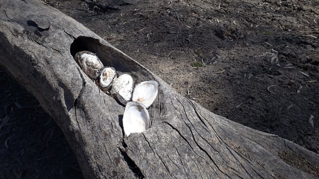 Muschelschalen in einem Baumstamm. Muschelschalen in einem Baumstamm.