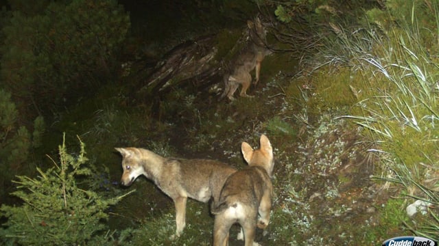 3 Wölfe in der Nacht. 3 Wölfe in der Nacht.