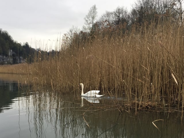 Schwan paddelt aus dem Schilf heraus Schwan paddelt aus dem Schilf heraus