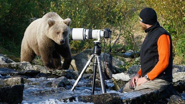 Ein Bär hat sich auf wenige Meter an David Bittner und seine Kamera herangetraut. 