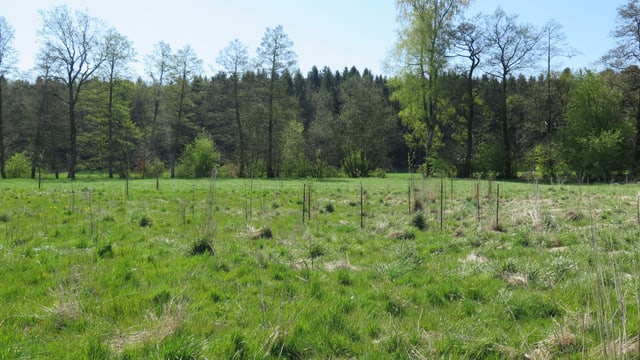 Grünfläche mit jungen Heckenpflanzen, im Hintergrund Wald Grünfläche mit jungen Heckenpflanzen, im Hintergrund Wald