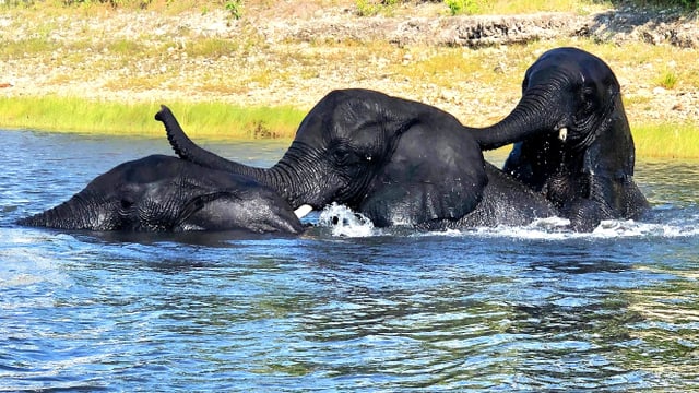 Drei badende, junge Elefanten im Chobe Fluss in Botswana. Drei badende, junge Elefanten im Chobe Fluss in Botswana.