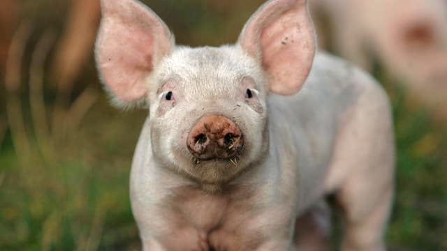 Armes Schwein – Heiss geliebt und wild umstritten Armes Schwein – Heiss geliebt und wild umstritten