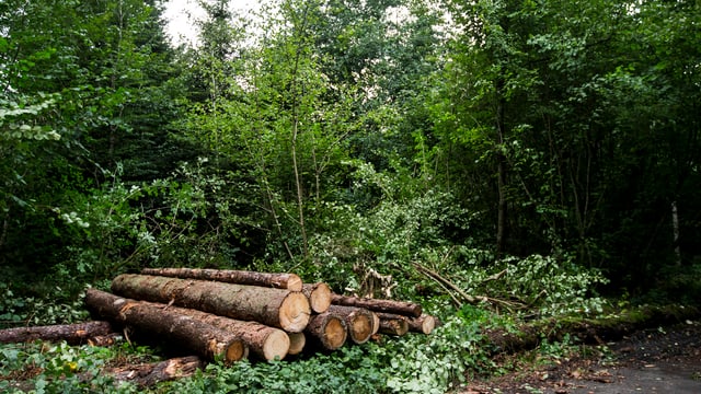 Vom Borkenkäfer befallene gefällte Bäume liegen im Wald Vom Borkenkäfer befallene gefällte Bäume liegen im Wald