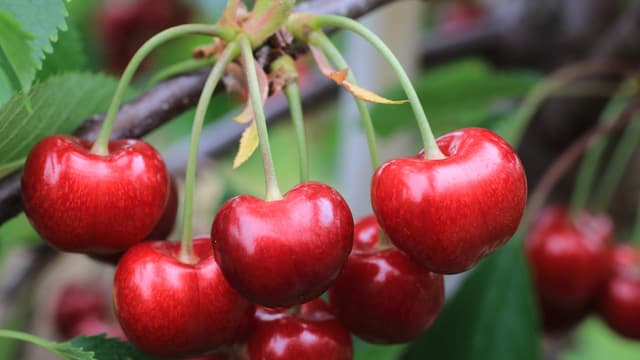 Kirschen rot Kirschen rot