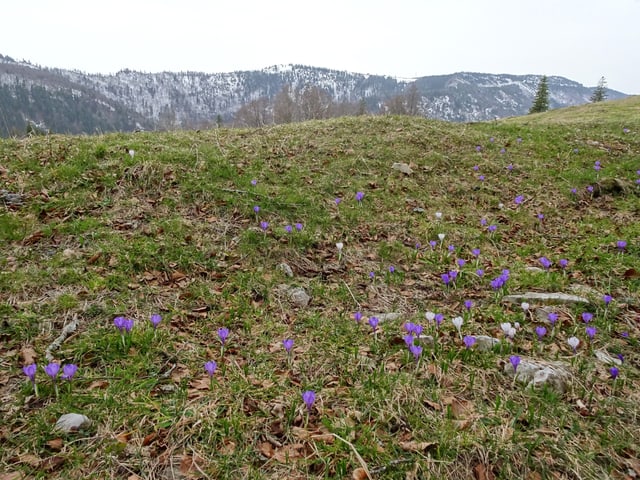 Bergwiese mit spärlichen violetten Blumen