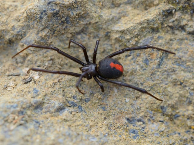 Spinne Spinne