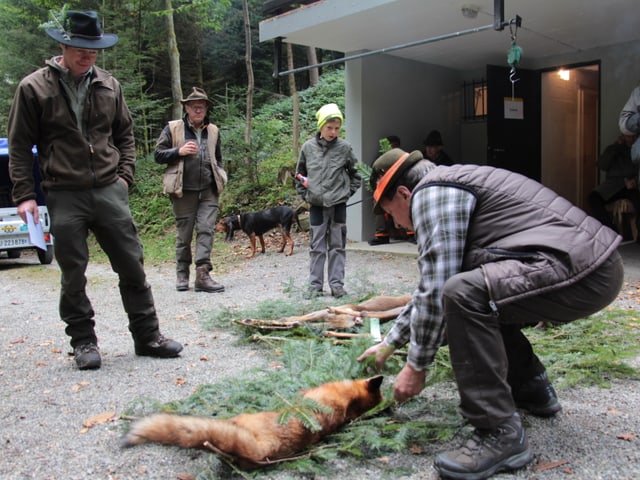 Jäger legt einen toten Fuchs auf den Boden.