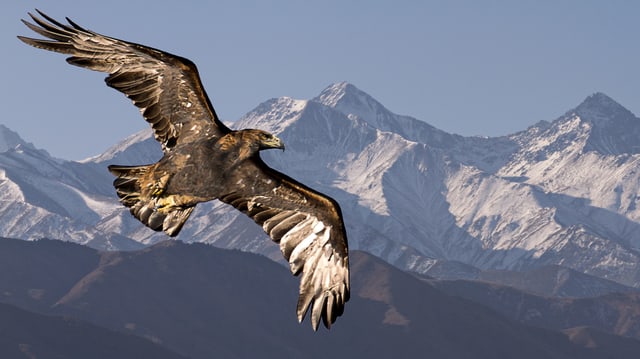 Das Pamir-Gebirge mit Adler im Vordergrund Das Pamir-Gebirge mit Adler im Vordergrund