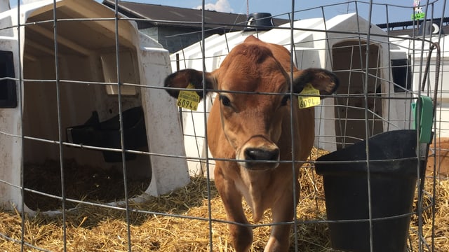 Ein Kalb hinter Gitter vor seiner weissen Box, es blickt in die Kamera. Ein Kalb hinter Gitter vor seiner weissen Box, es blickt in die Kamera.